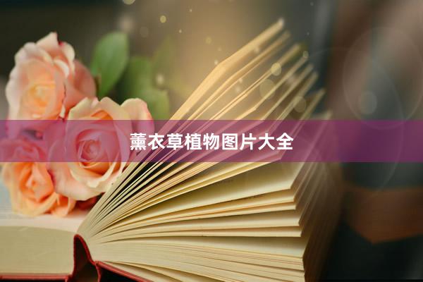 薰衣草植物图片大全